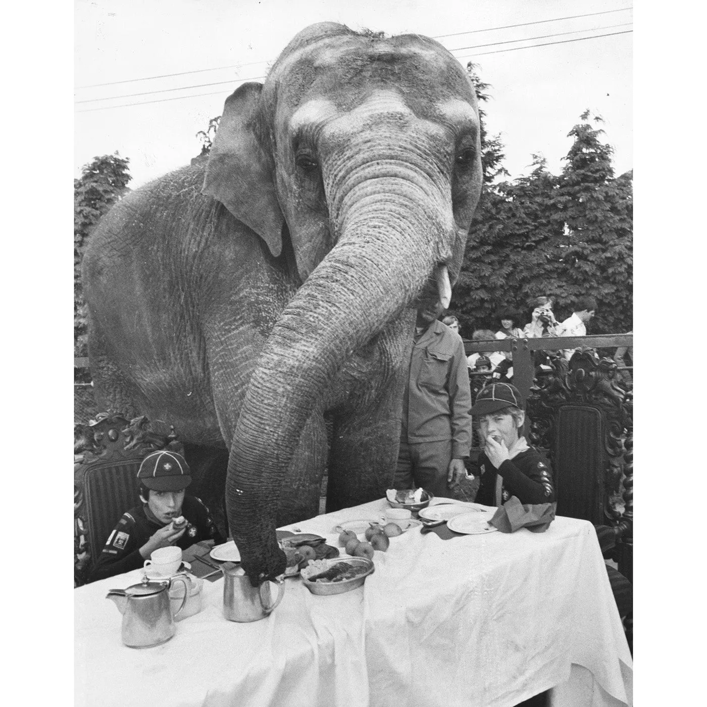 "Elephant for Tea" from Getty Images